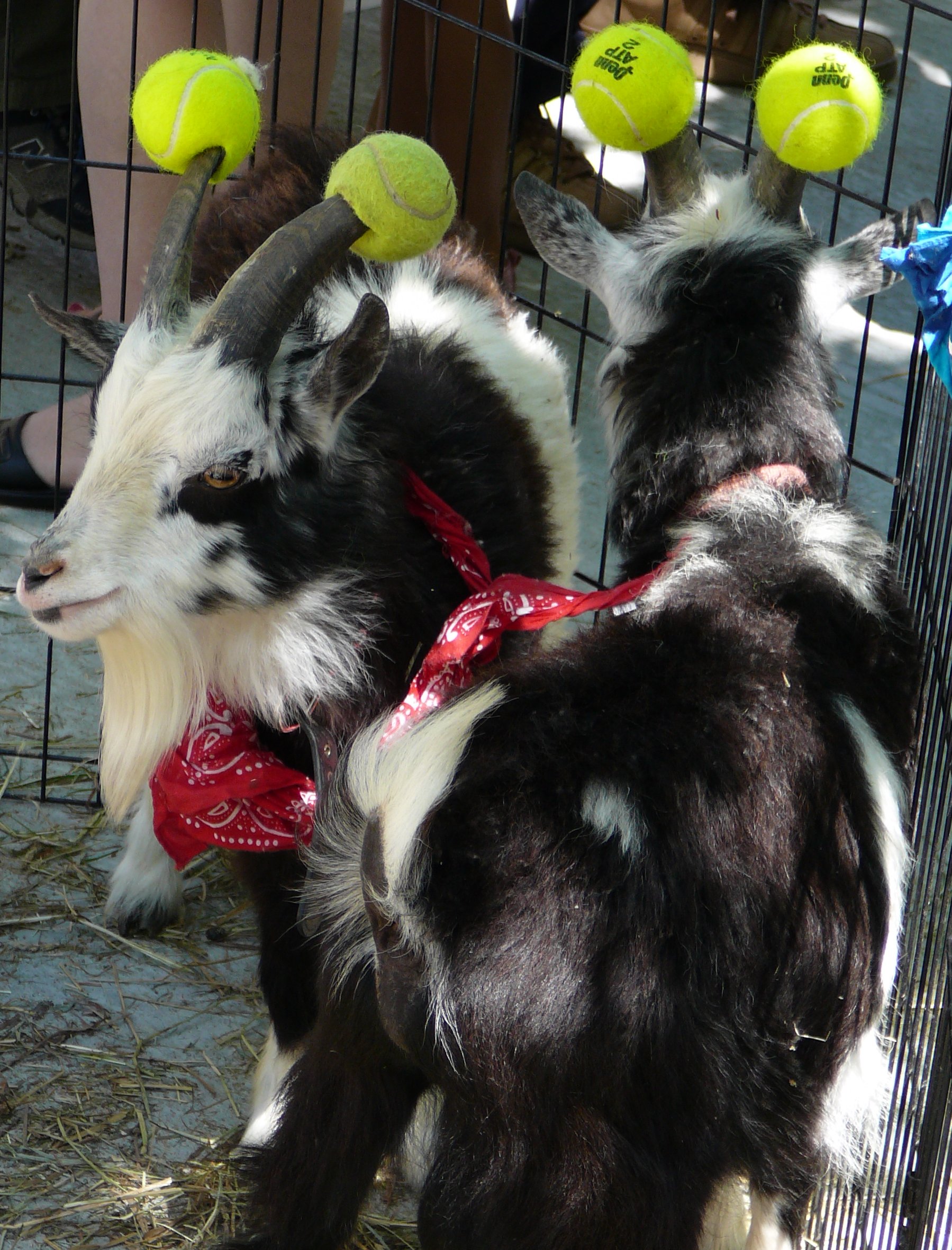 200705050817 Goats with Tennis Balls